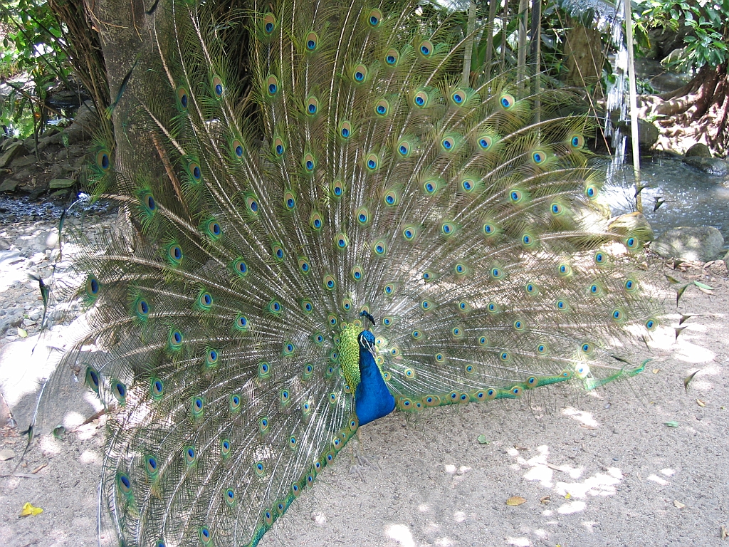 CairnsTC211 Cairns Tropical Zoo.jpg